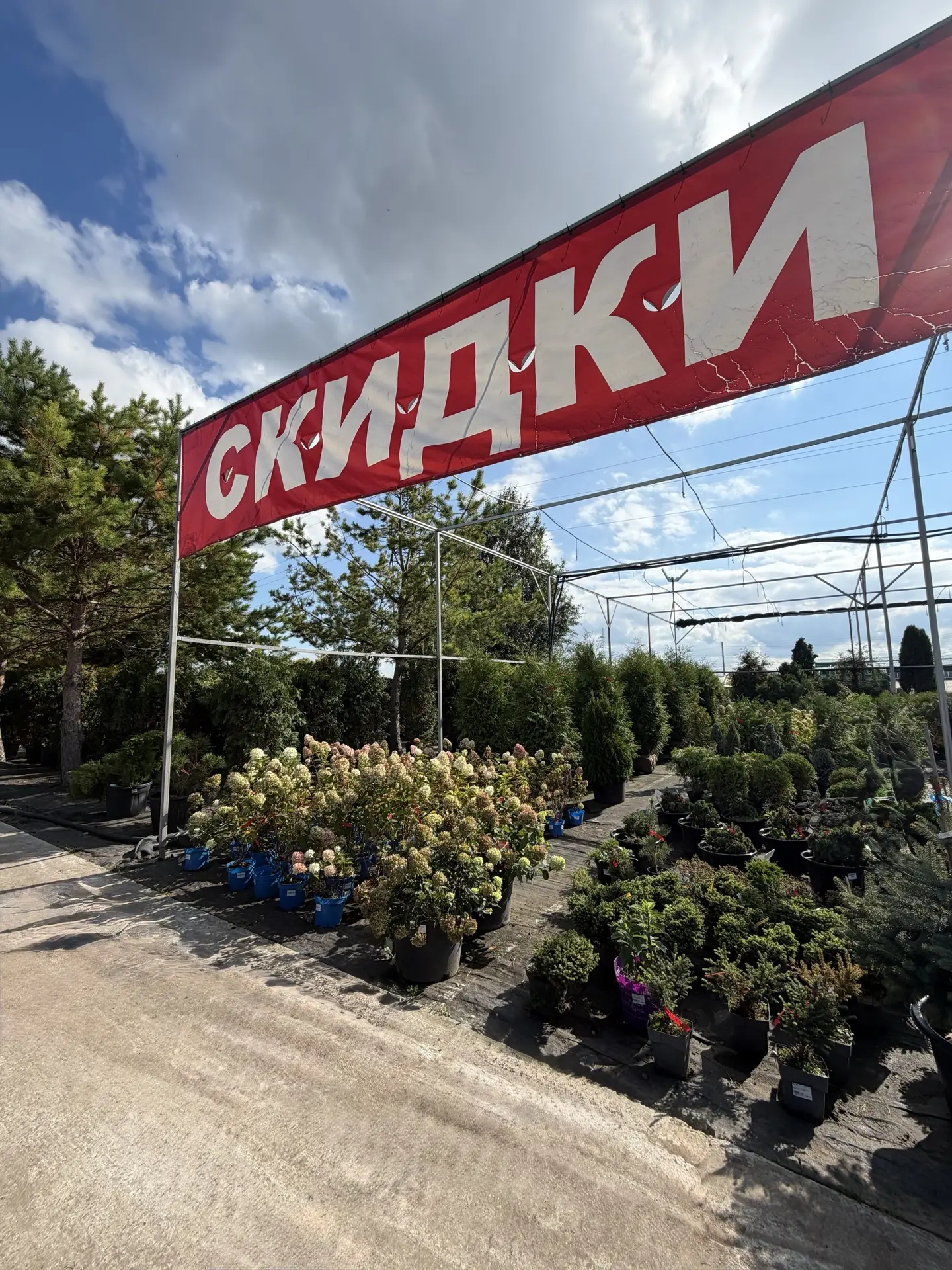 🌸 Гортензии в специальной скидочной зоне! 🌸