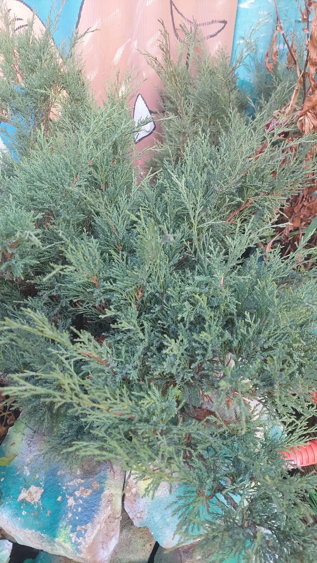 Яркие краски зелёного 🌲🌿🌱
