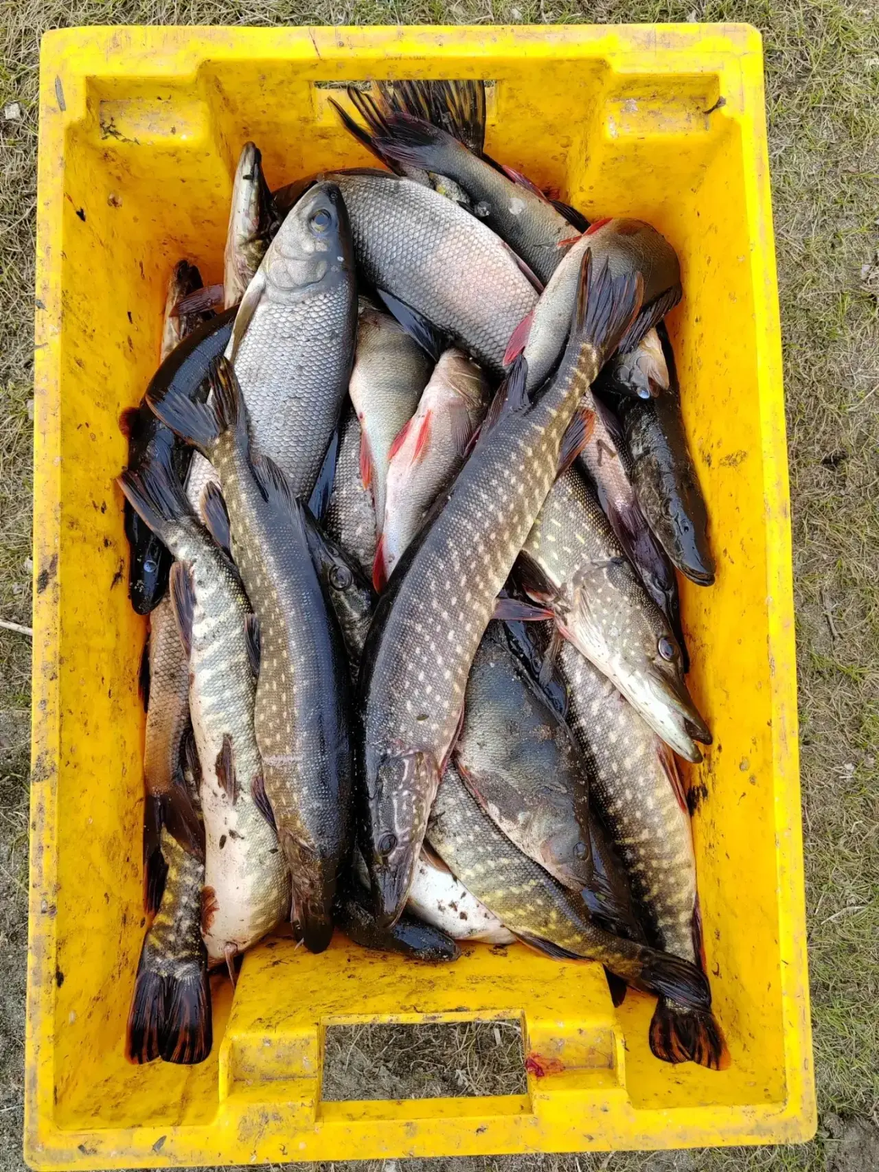 Транспортные полицейские пресекли деятельность двух браконьеров

👮‍♂️🎣Деятельность браконьеров пре