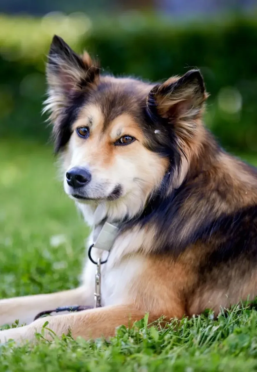 🐕 Найди друга на выставке «Пушистый хвост»!

❤️ Для тех, кто мечтает завести питомца или просто нер