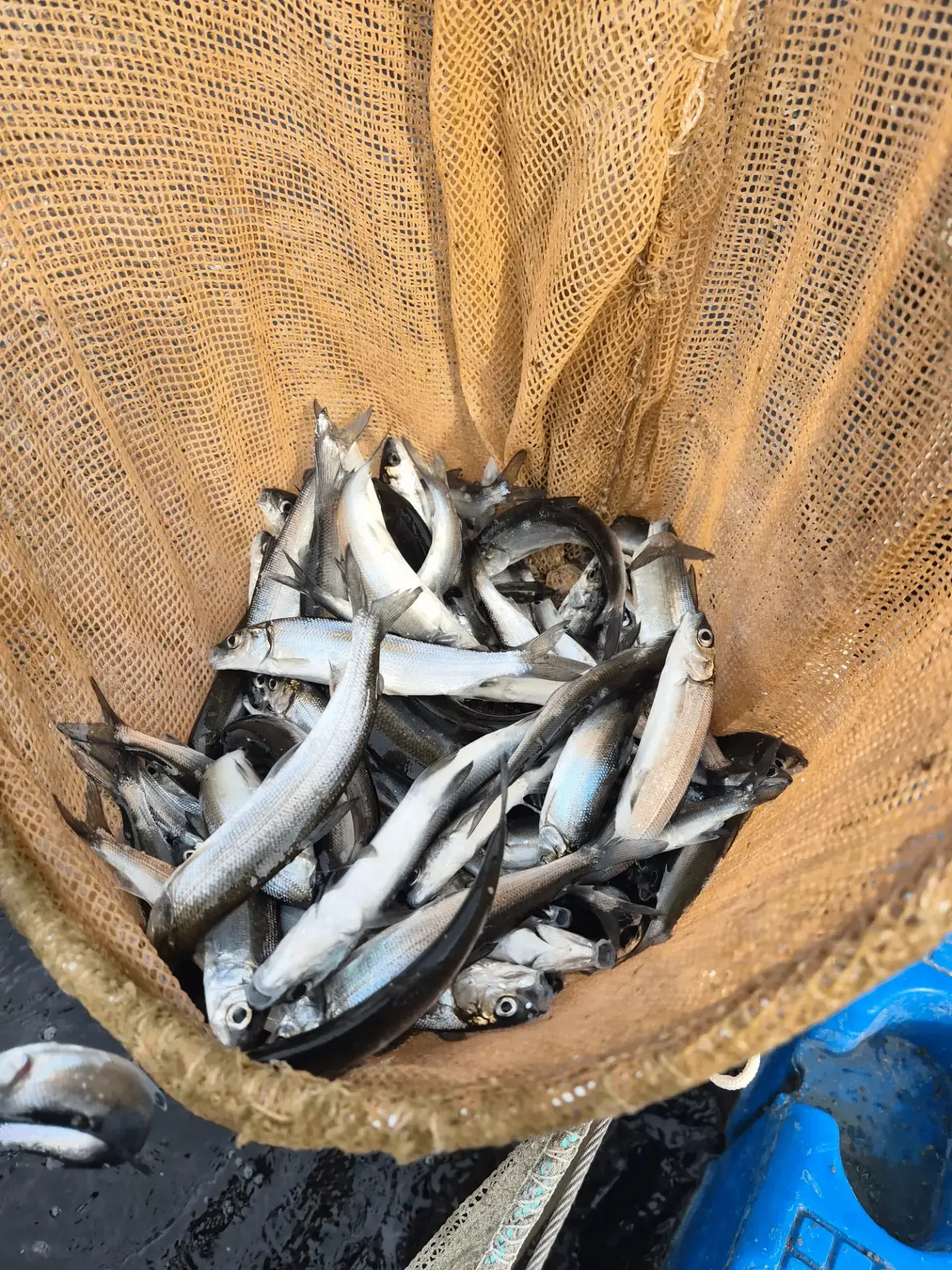 🐟 В Куршский залив выпустили 200 000 особей молоди сига