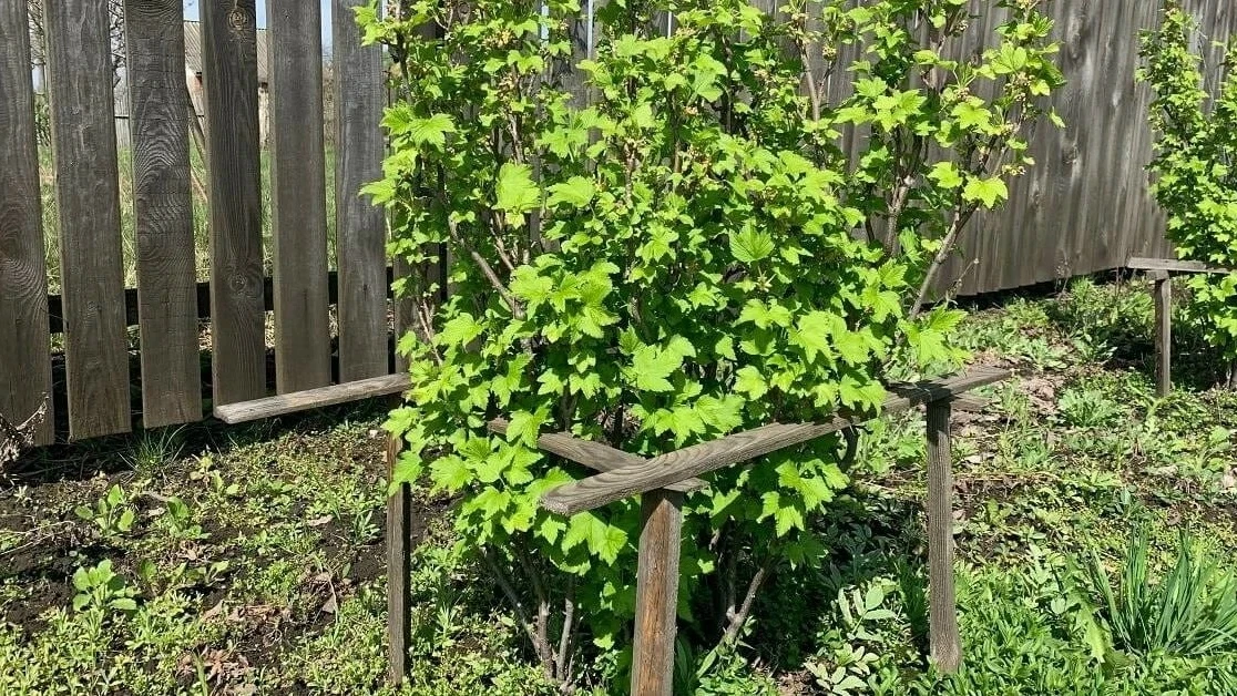 Удобрение для смородины 🫐
Картофельная кожура или крахмал

Настой из кожуры:

🌱1 л. банка сушёных 