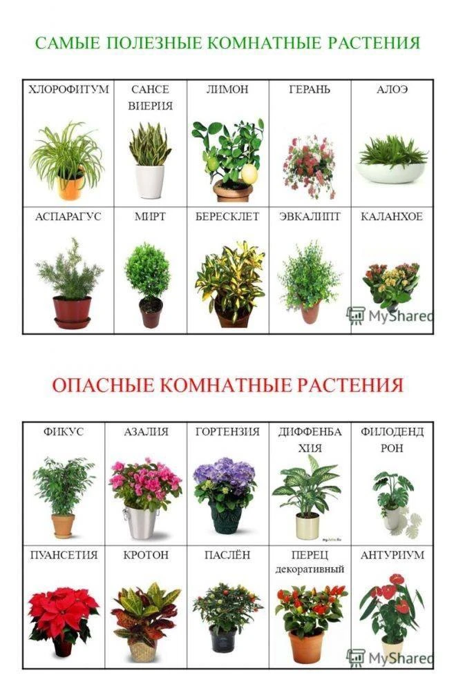 Проверяем своих зеленых питомцев
