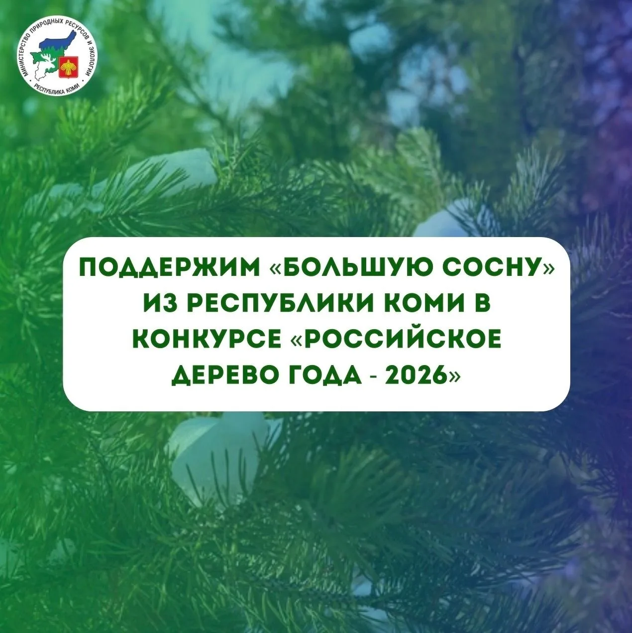 📍Поддержим «Большую сосну» из Республики Коми в конкурсе «Российское дерево года – 2026»