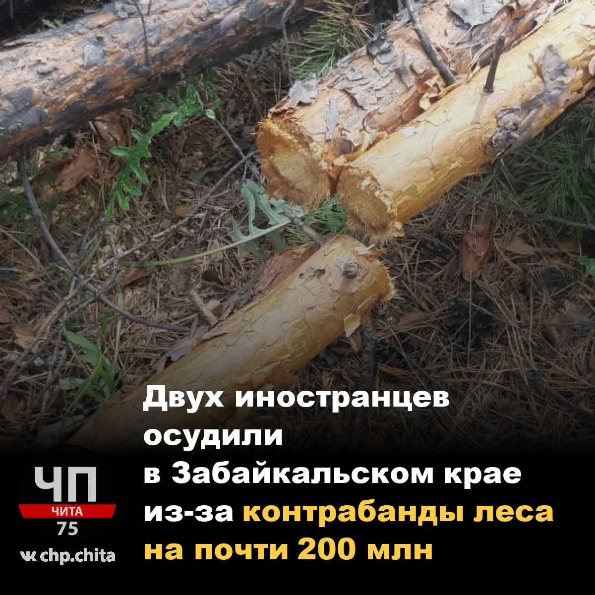❗ Двух иностранцев осудили в Забайкальском крае из-за контрабанды леса на почти 200 млн
