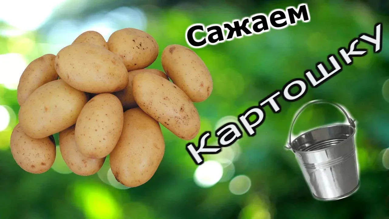 Уважаемые родители! Приглашаем Вас принять участие в посадке картофеля на пришкольном у...