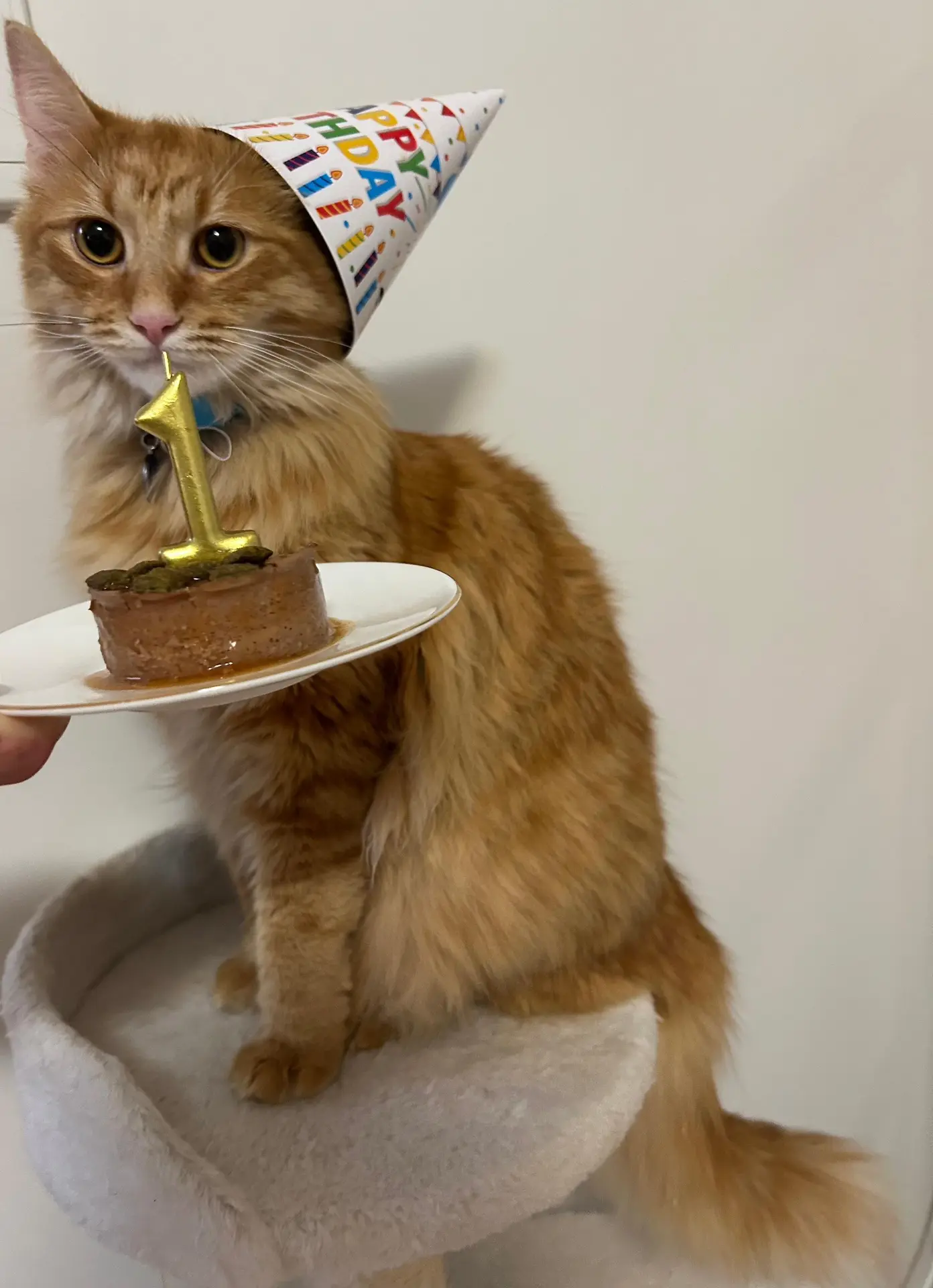 Австралия: КОТИК 😸или новая TESLA за 2 млн рублей?