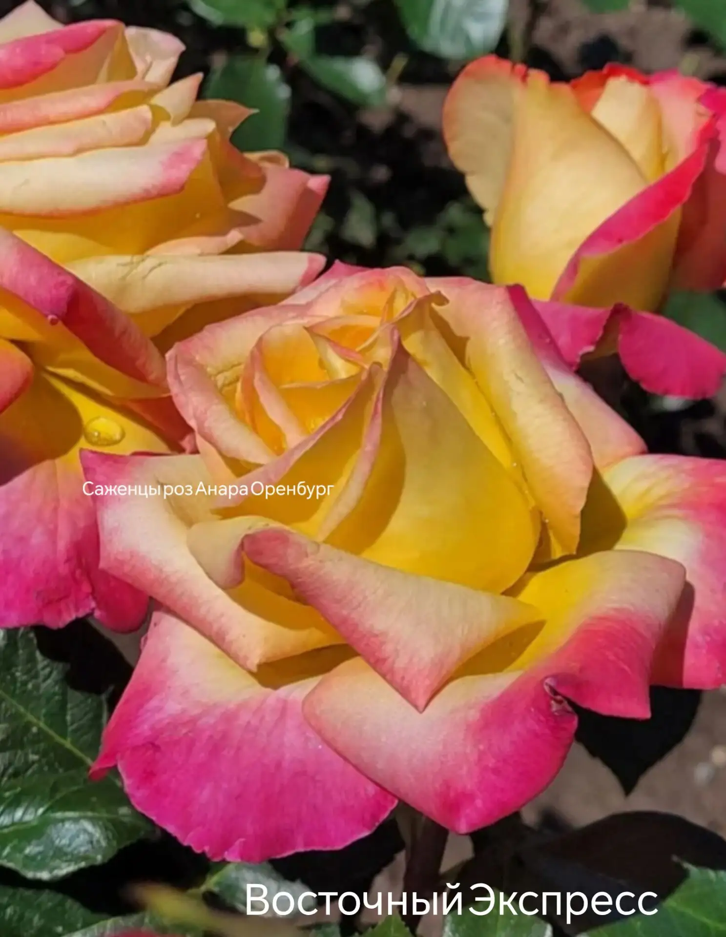 Роза 🌹 Восточный Экспресс (Pullman Orient Express/ BALpeace /Love and Peace ) .США 2001