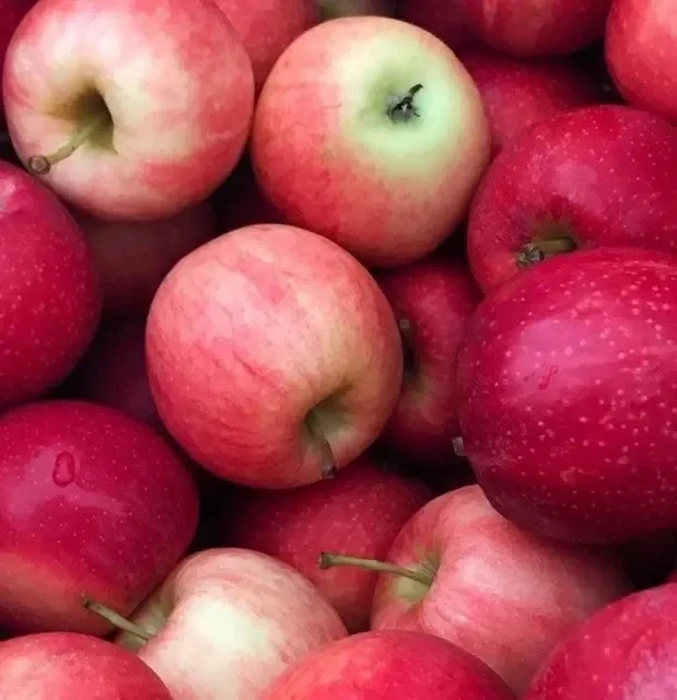 🍎 Популярные самоплодные яблони