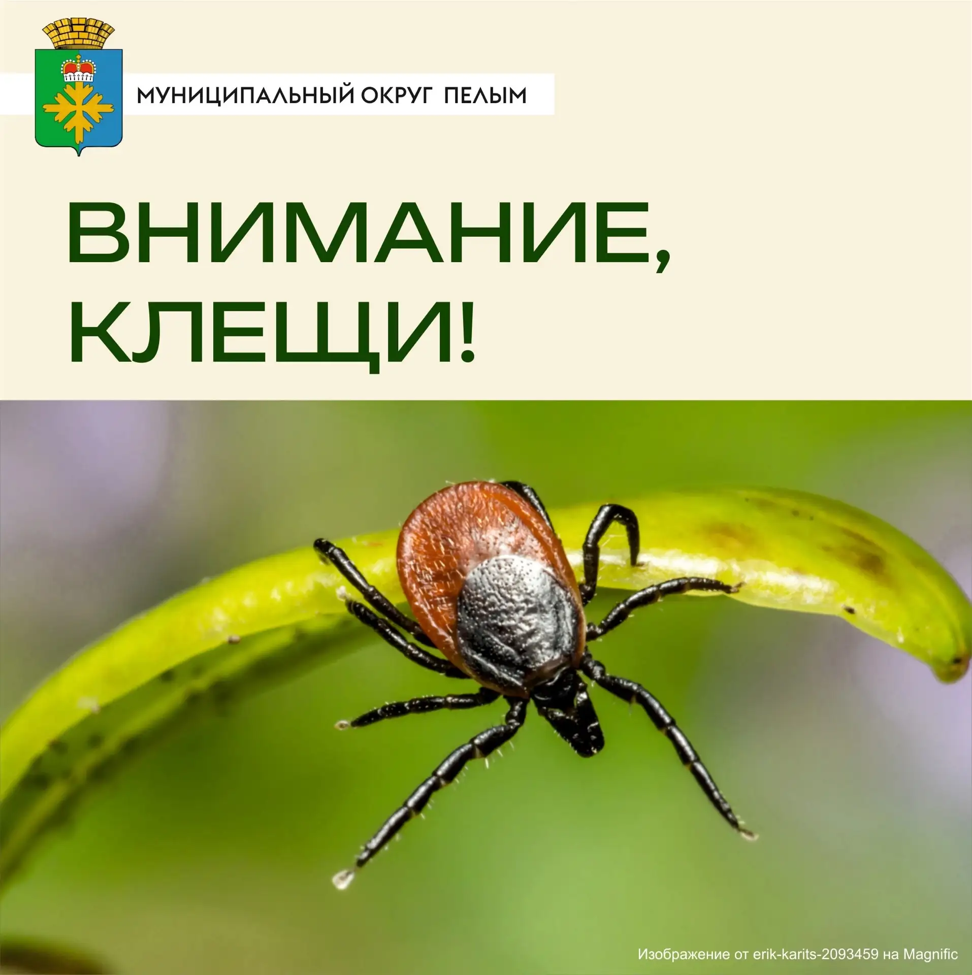 Осторожно, клещи! 
Как защитить себя и близких 🕷
 
Лето — время прогулок на природе, походов и отды