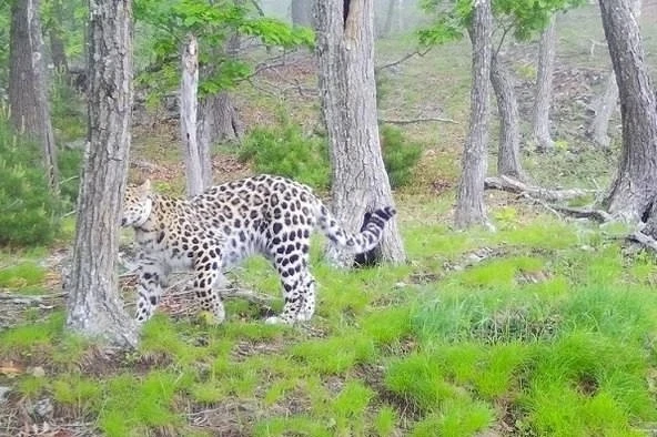 🐆 Настоящий хит дальневосточной тайги: в Приморье следят за уникальным леопардом-путеш...