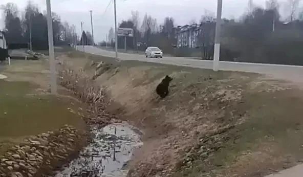 В Подмосковье при встрече с медведем советуют шуметь, поднять одежду над головой и не у...