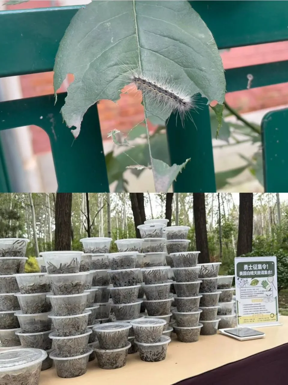 🐛В Пекине проходит «соревнование по ловле гусениц»: за три дня собрали 120 тысяч вреди...