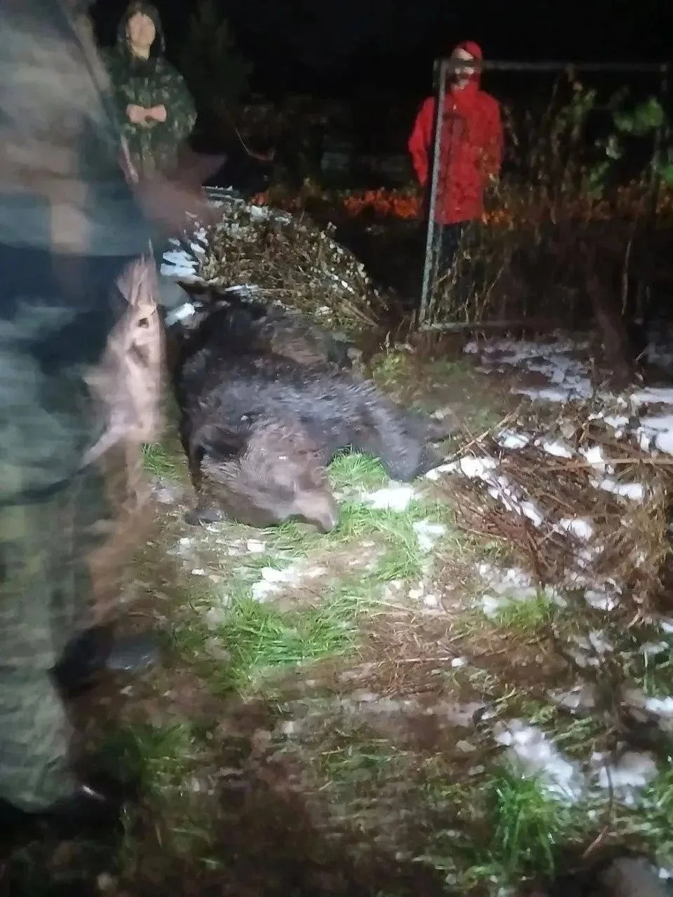 Медведя ликвидировали под Краснотурьинском.