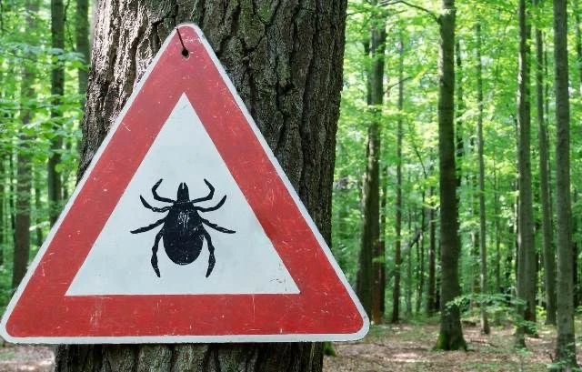 ‼️ БУДЬТЕ ОСТОРОЖНЫ В ЛЕСУ‼️