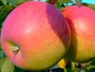 🍎 Яблоня Флагман — надёжный выбор для вашего сада