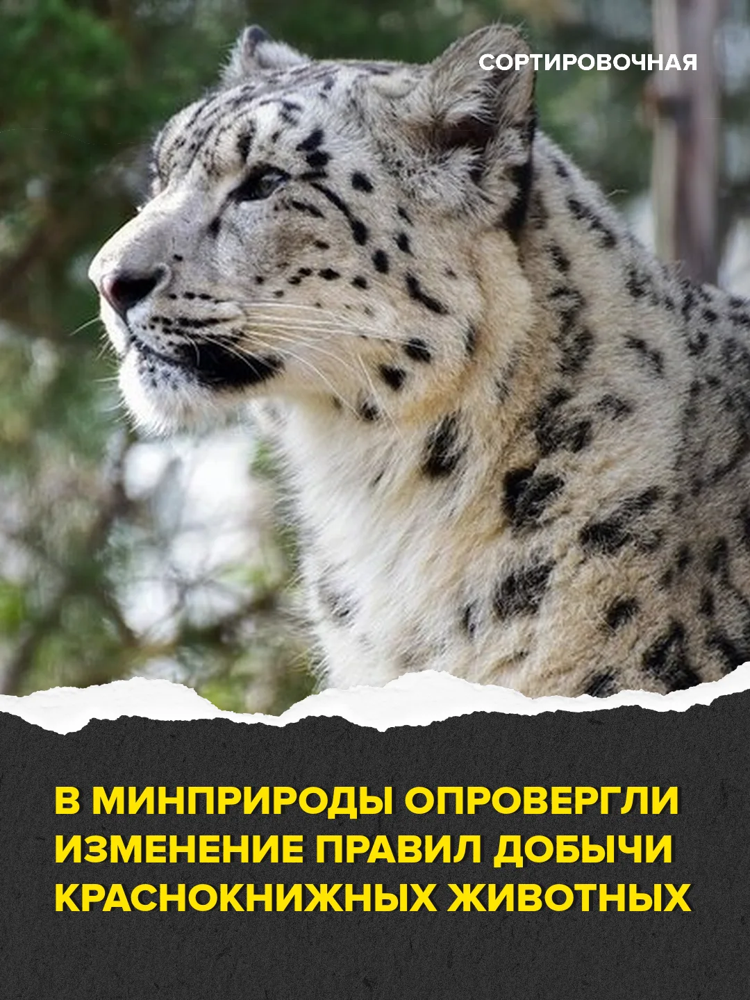 ❗️В Минприроды сообщили, что правила добычи краснокнижных животных остаются неизменными  В ряде СМИ 
