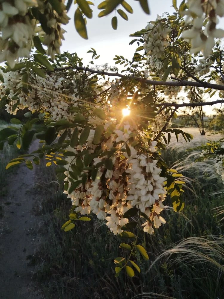 🌾 Седые волны Дона: майское очарование степи  ☘️ Май… чудесные солнечные деньки накануне Троицы. Дон