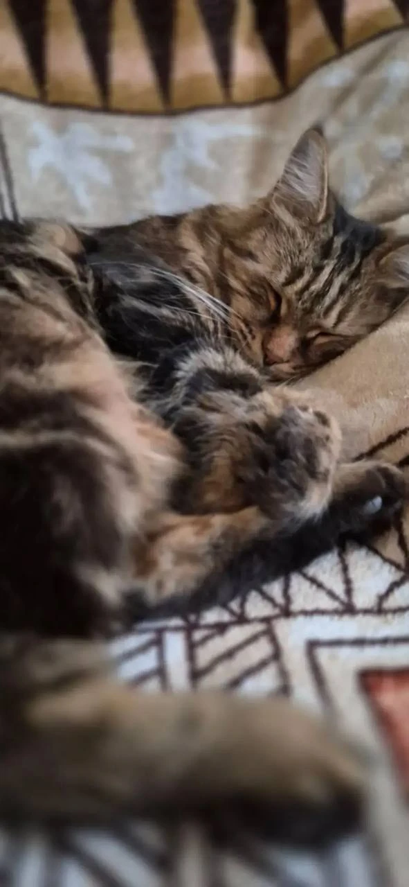 😊 Тимон понял жизнь и больше не спешит. Будь как Тимон!