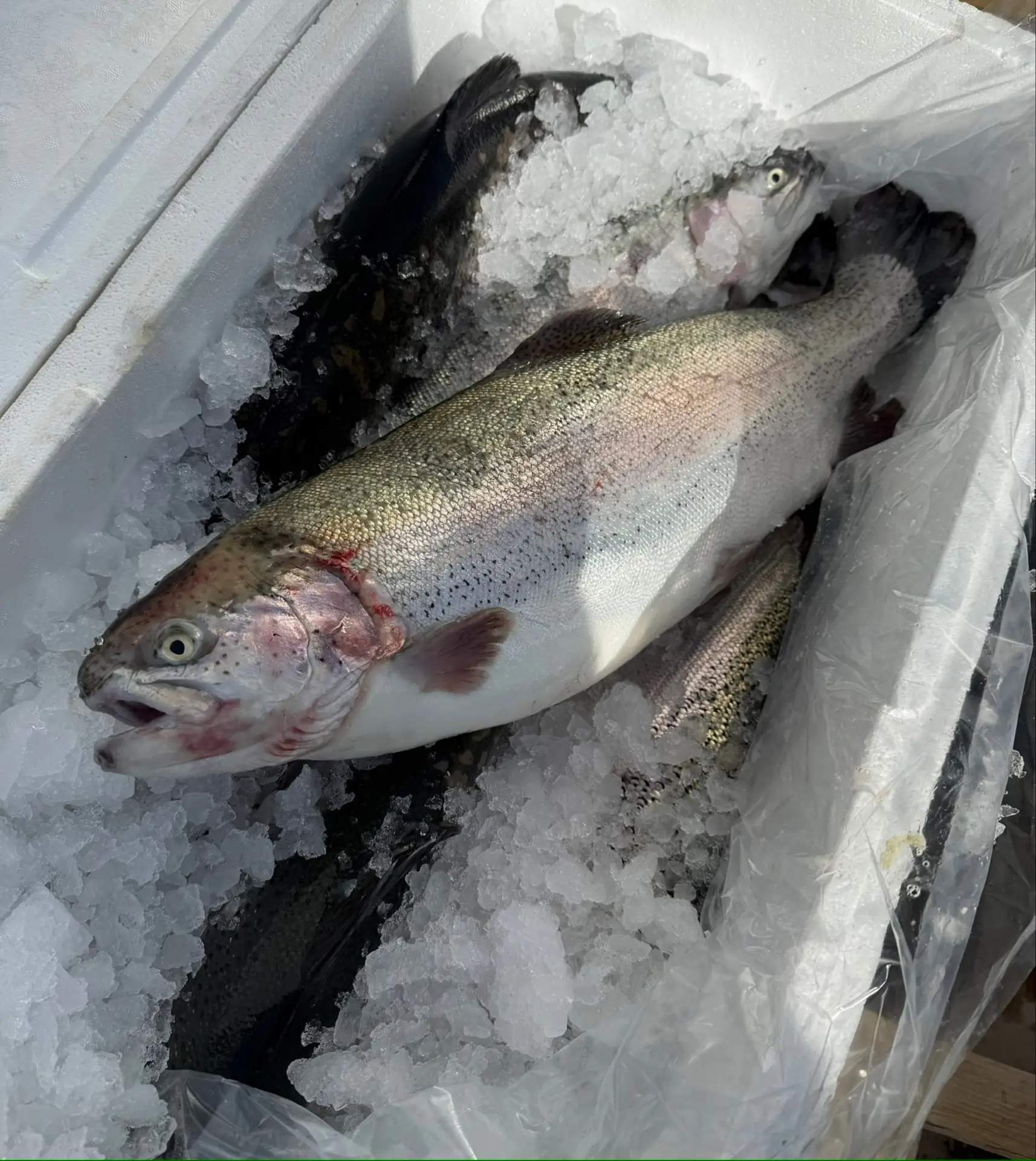 Добрый вечер! У нас на завтра свободно всего 4 рыбки 🐟   Форель свежая непотрашенная из Хакасии!   Ц