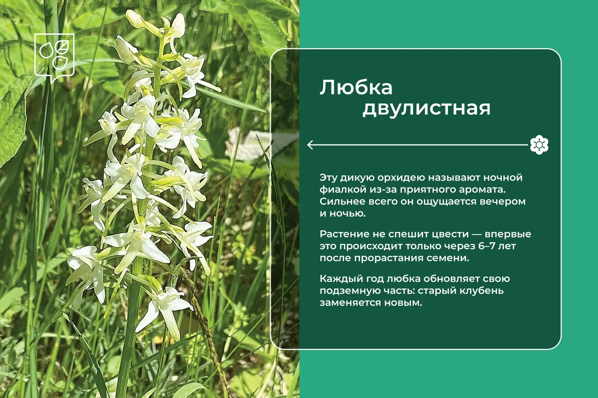 🌸 В Москве зацвели краснокнижные орхидеи

В июле на природных территориях столицы можно увидеть одн