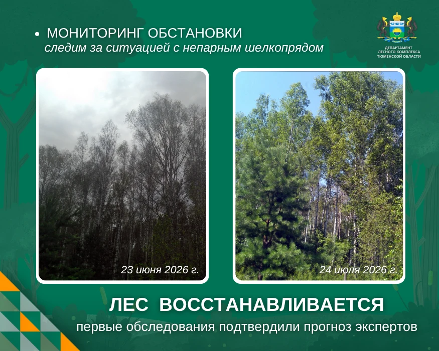 🌳 Еще месяц назад многие жители области присылали нам фотографии лесов, пострадавших от непарного ш