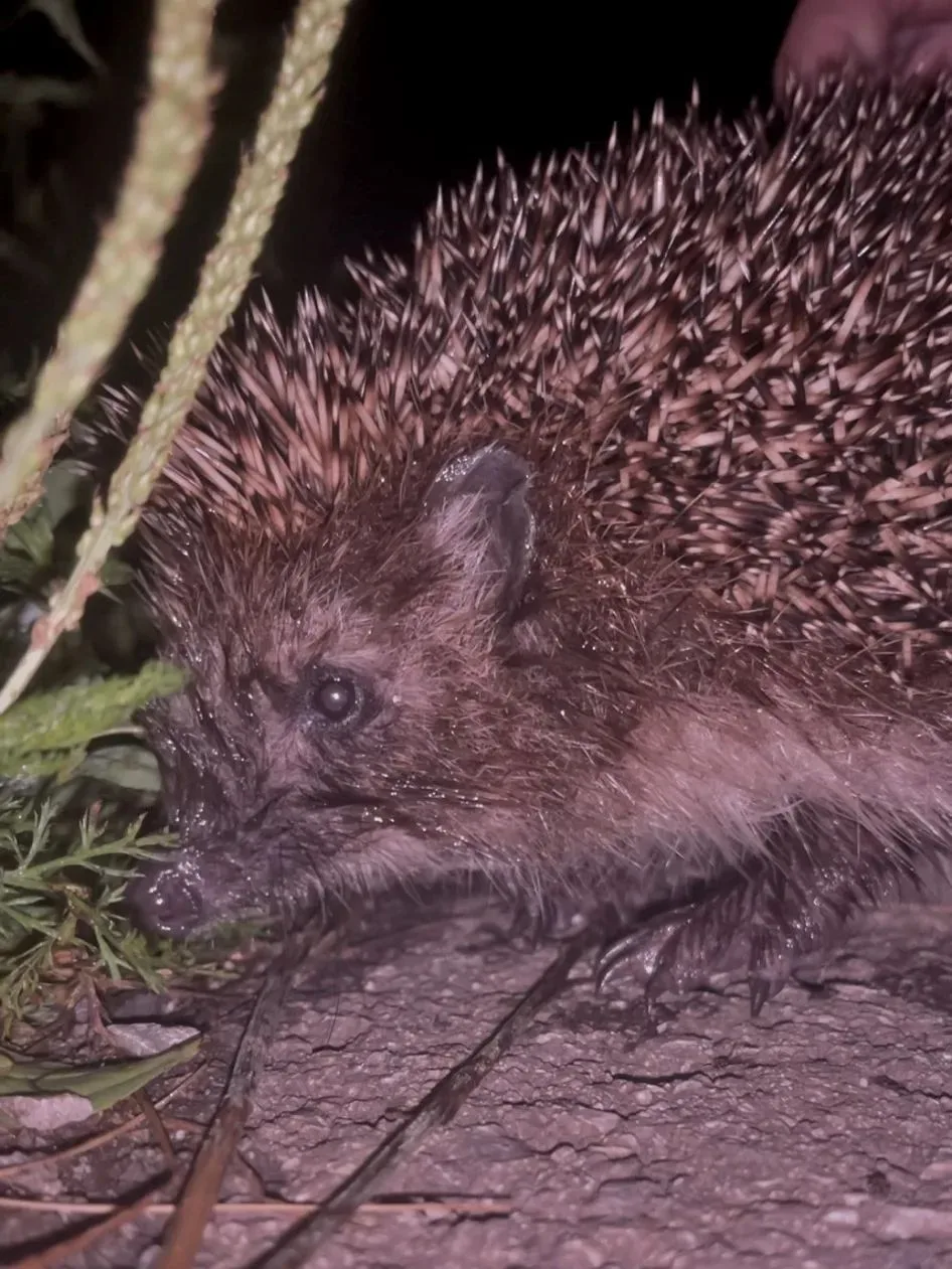 Такие встречи действительно впечатляют! 🦔🌿

В народе есть разные толкования таких встреч:
💭Если е
