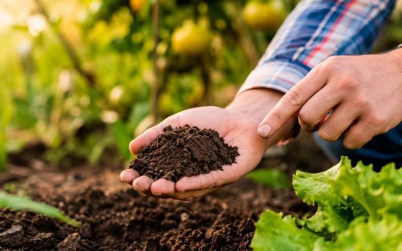 Как понять, чего не хватает почве, если никаких анализов вы не делали? 🌱