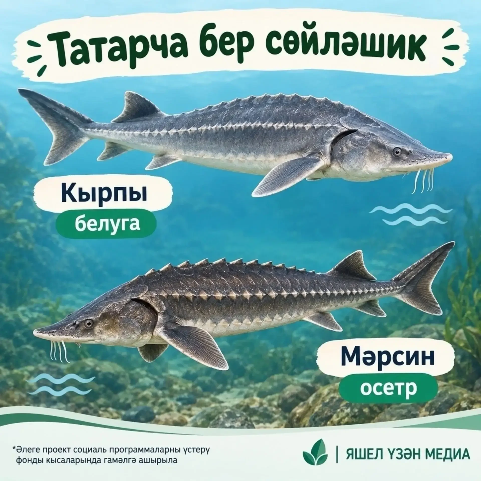 «Тере тел – сүздән башлана» исеме астында тәкъдим ителгән мәкаләләрне, видеоязмаларны, ...