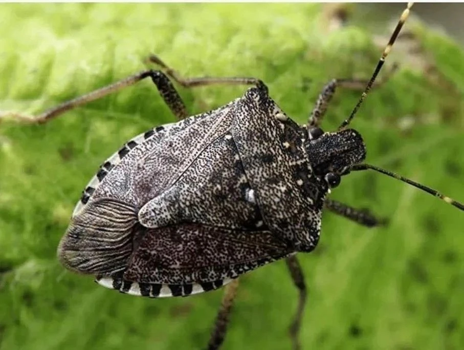Коричнево‑мраморный клоп (Halyomorpha halys) — опасный карантинный вредитель, представл...