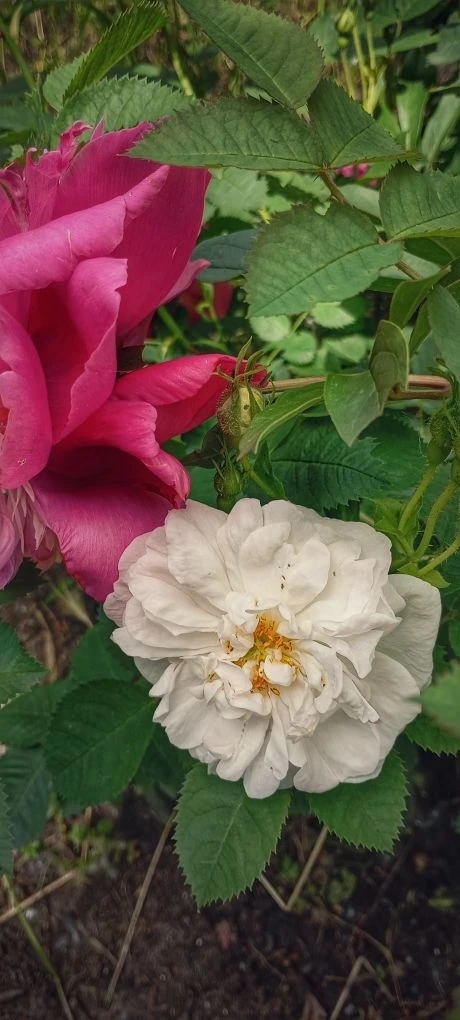 Аромат лета в детском саду №27!
🌹🌹🌹🌹🌹🌹🌹🌹🌹
 Наши клумбы встречают летний сезон пышным цветен