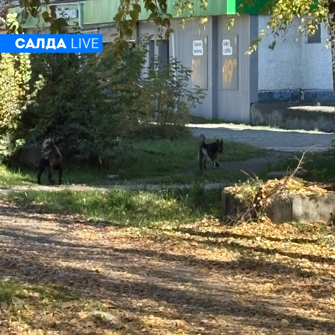 🐕 В Нижней Салде свора бродячих собак напала на школьников