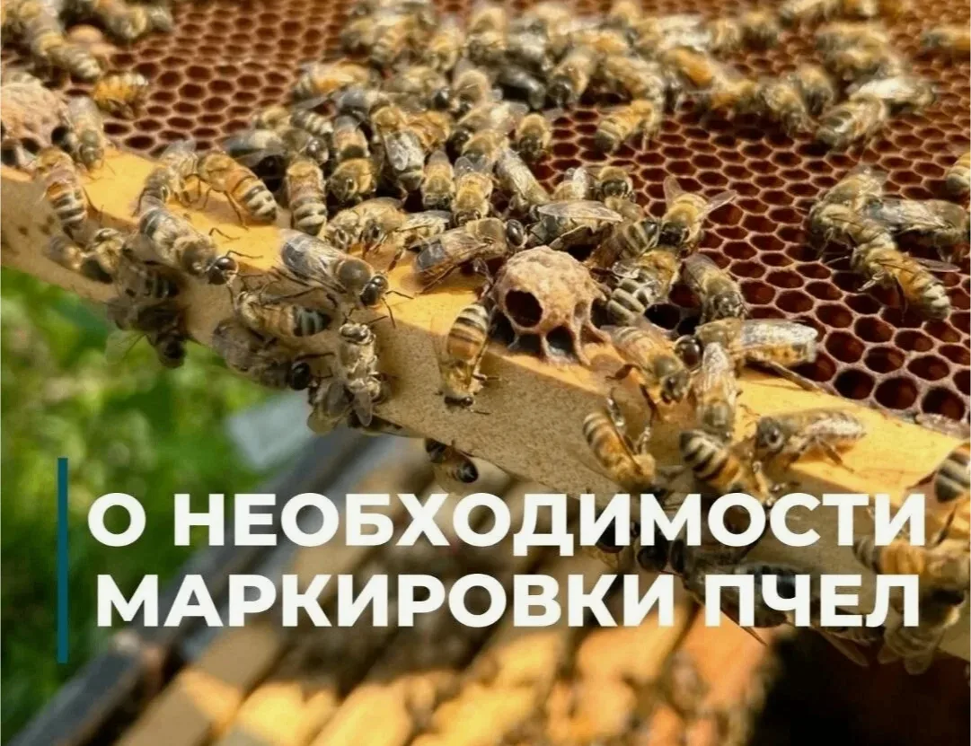Внимание пчеловоды! Все пчёлы должны быть промаркированы и поставлены на учёт!