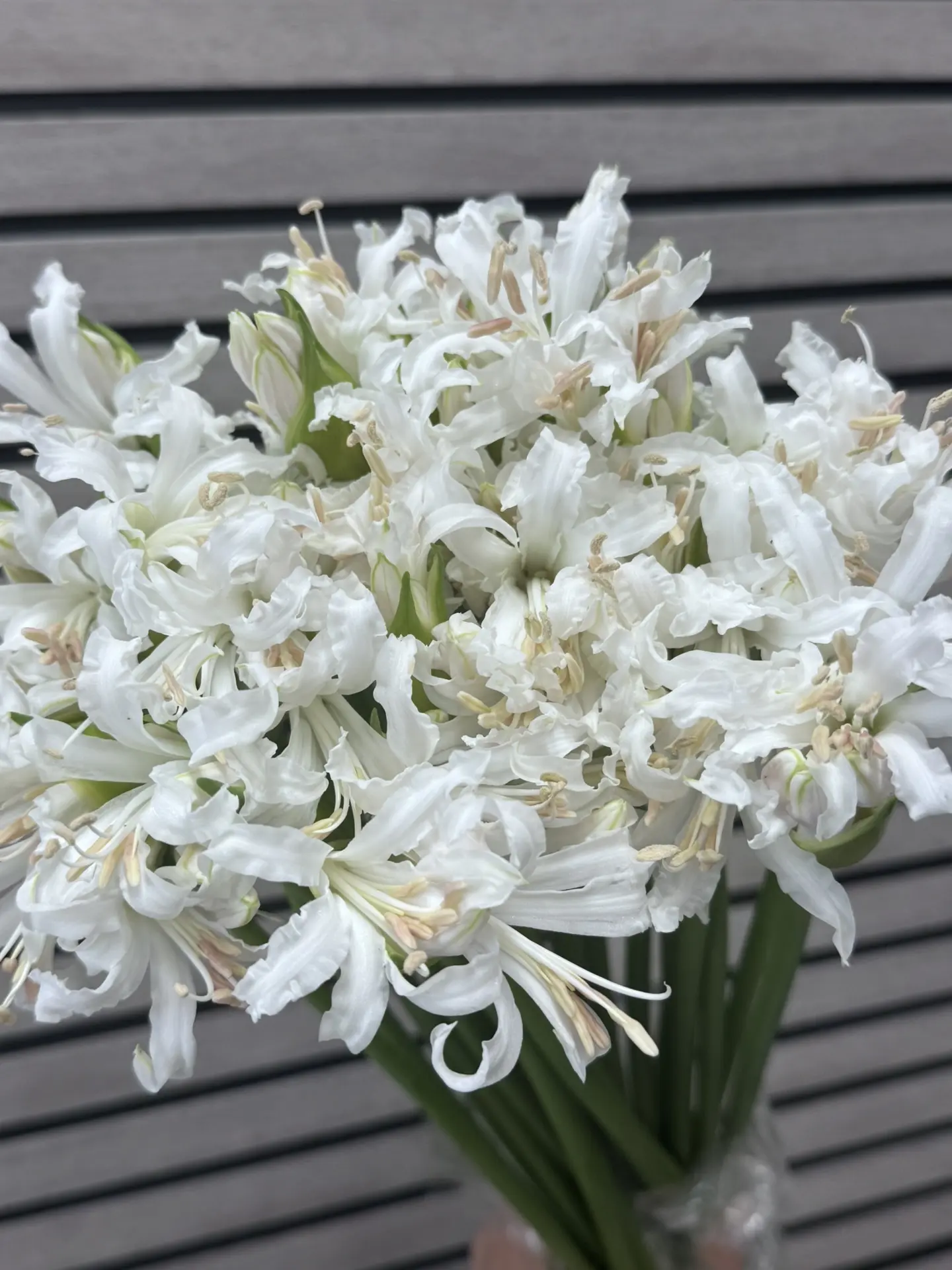 Нерине Bowdenii biancaneve