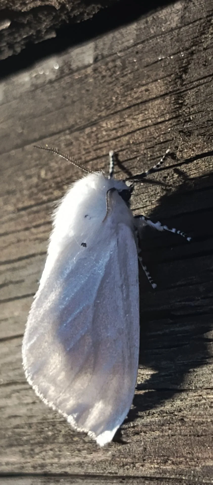 Ещё один красивейший Мотылёк 🦋🤍