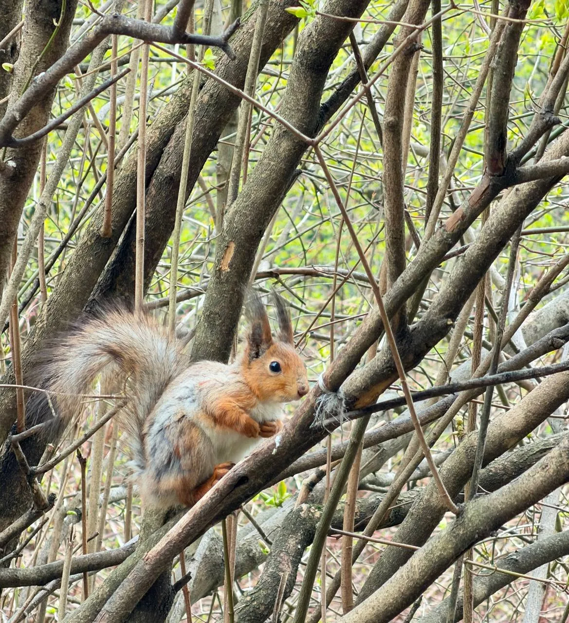 🐿 Вот таких красоточек белочек можно встретить в нашем парке