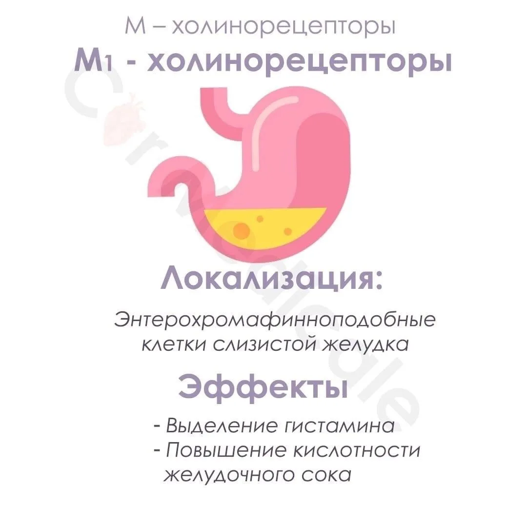 Холинорецепторы