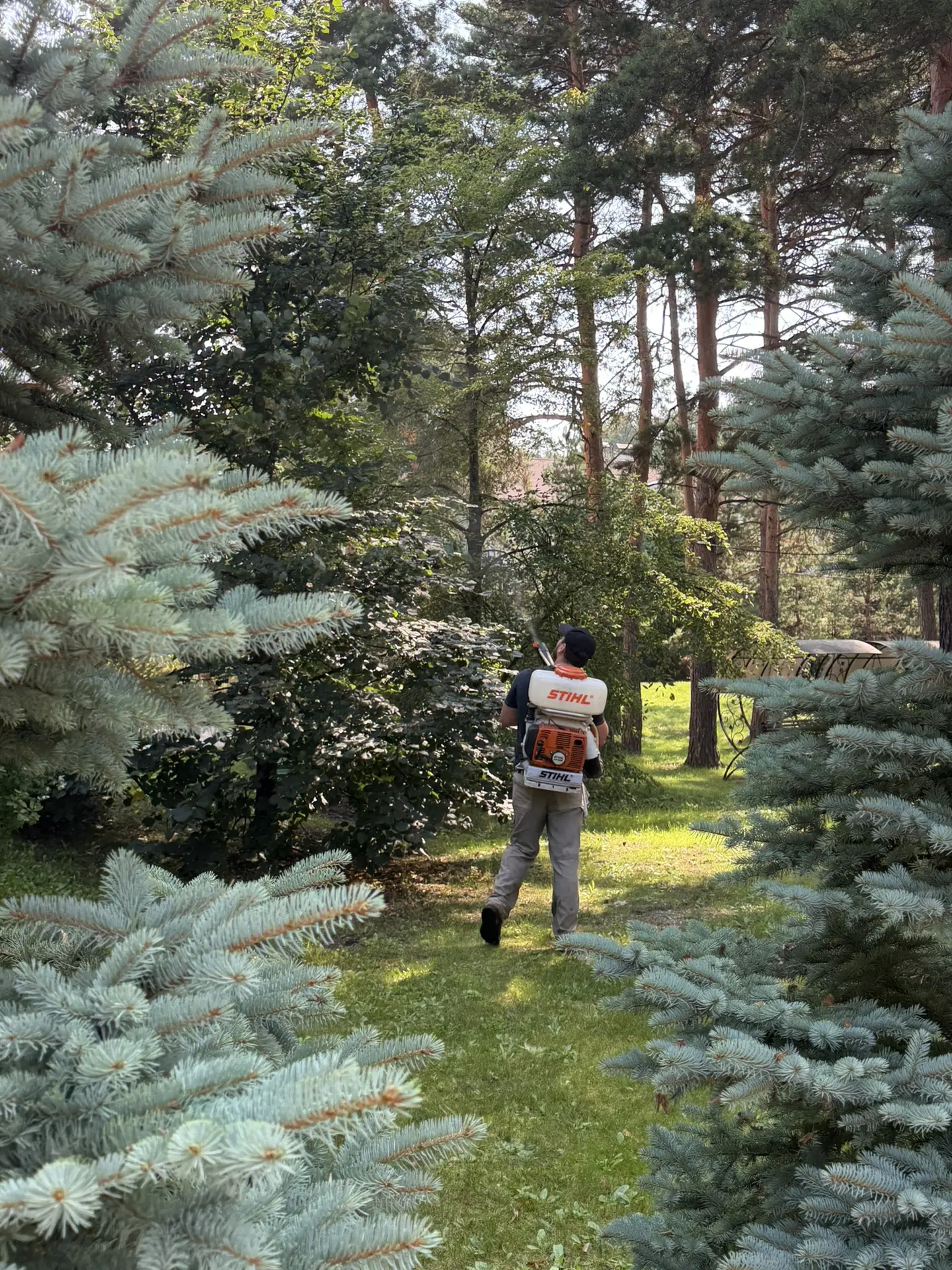 Выполнена обработка деревьев и кустарников