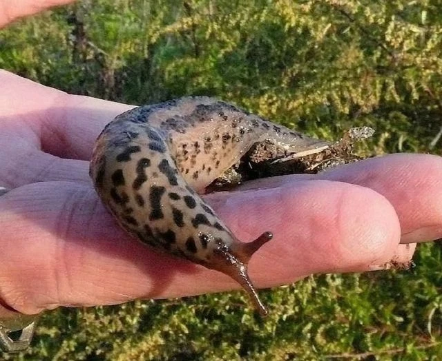 🐌 Гигантские испанские слизни атакуют Подмосковье.

Вредителей длиной до 20 сантиметров замечают на