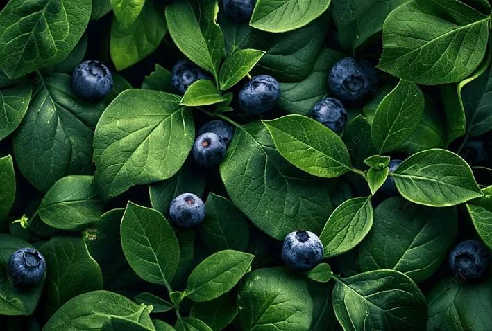 🫐 Рубрика: Полезное сезонное питание

🌿 Сегодня в фокусе — черника! 🎥

Сезон черники — отличный п