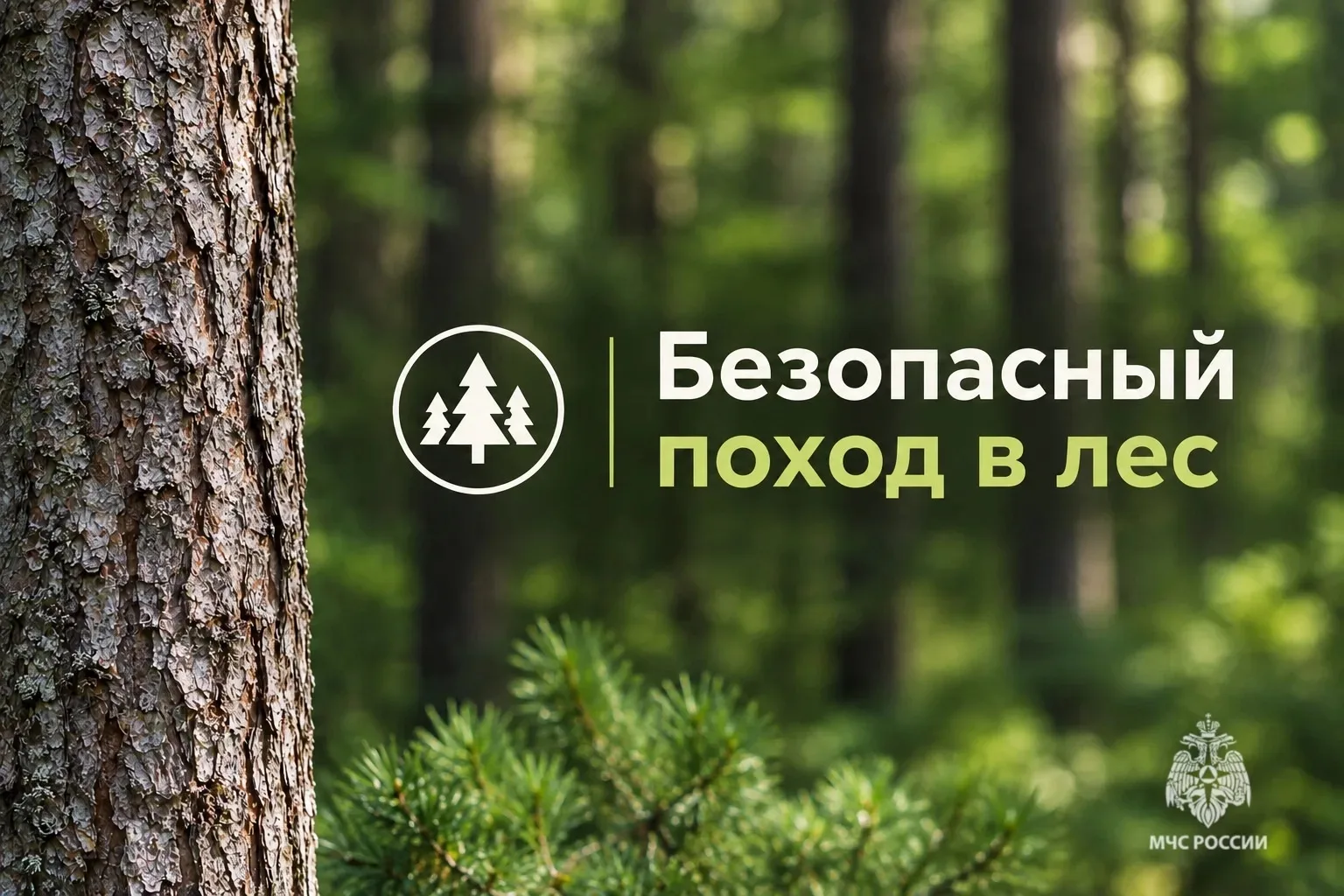 🌲Безопасный поход в лес