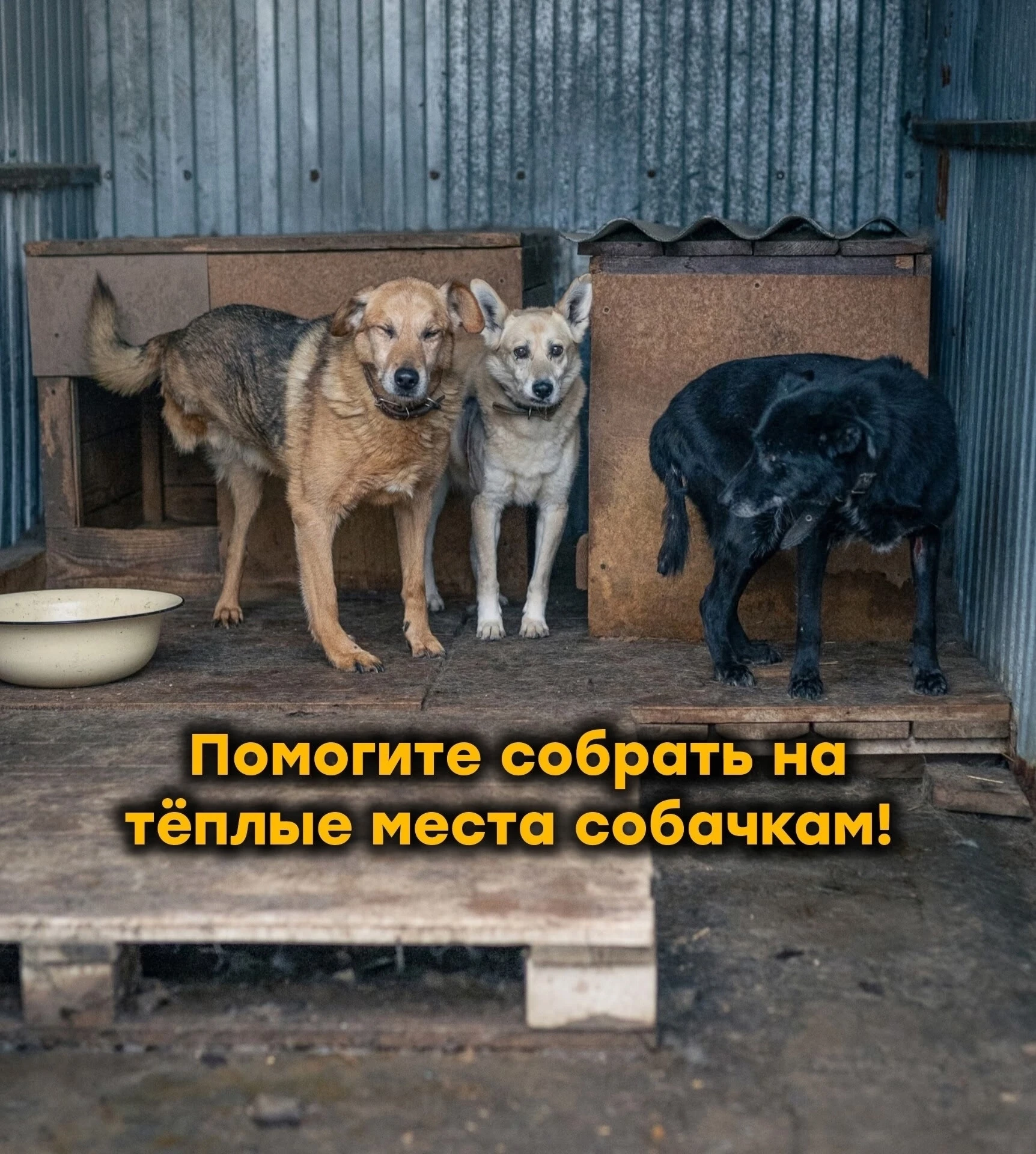 Нужна ваша помощь в сборе на бытовку собачкам! Сбор встал, а у нас всего 1.5 месяца на ...
