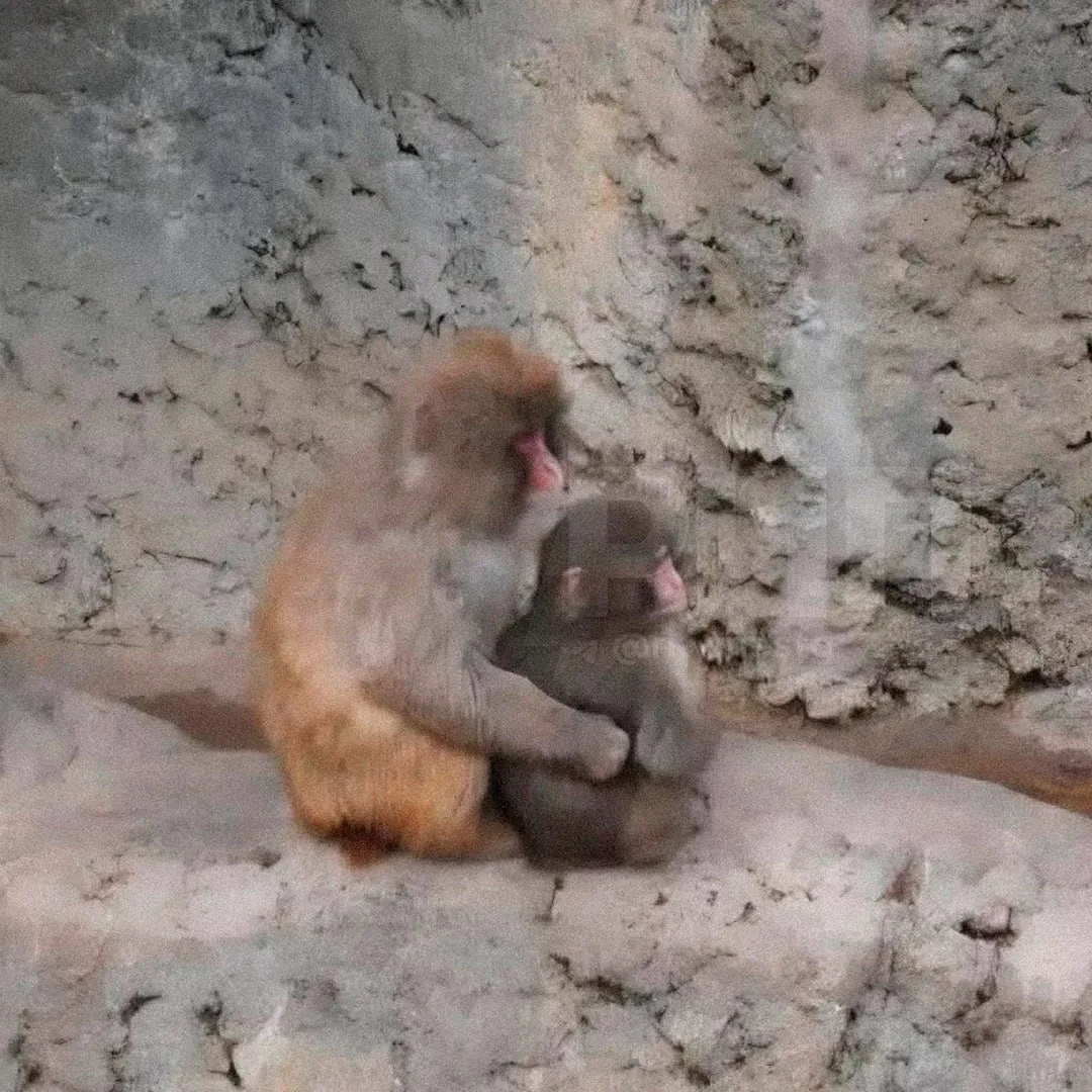 Помните малыша Панча? Он уже завёл девушку и очень сильно вымахал 🐒  А сейчас в их вольер подселили 
