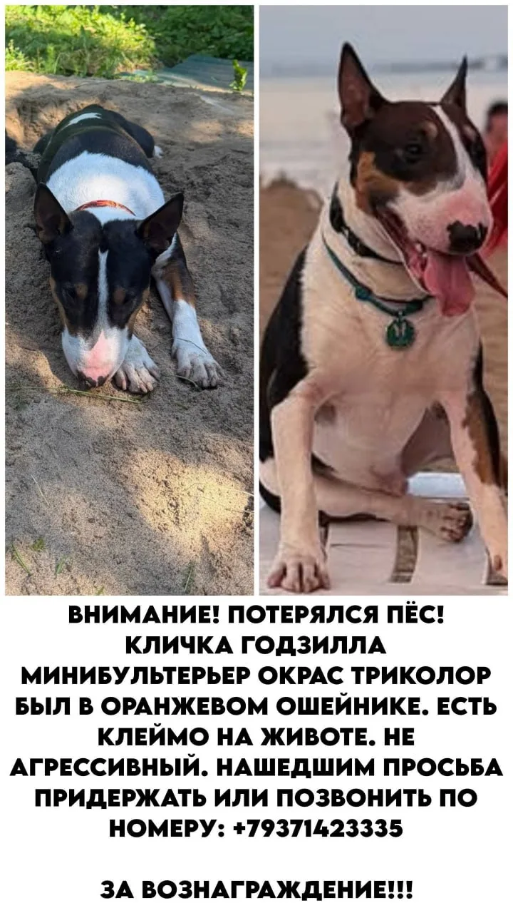 🐶 Привет, на связи рубрика «Короче, найдись», сегодня ищем Годзиллу.