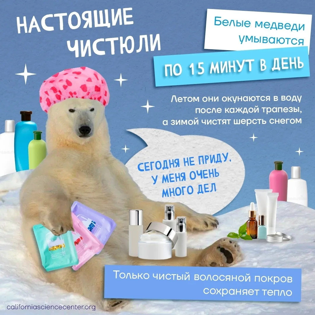 ❄️ Несколько интересных секретов про самых крупных сухопутных хищников на Земле. Раскры...