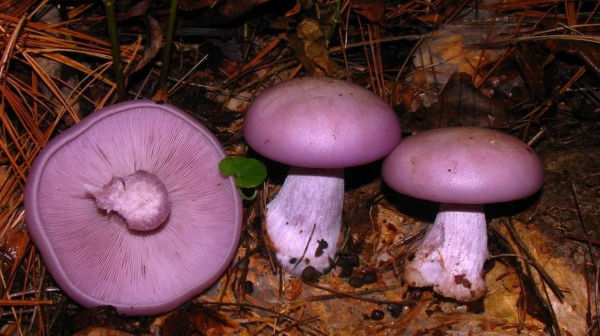 🍄‍🟫 В лесах Подмосковья в начале октября появятся фиолетовые рядовки — одни из самых ...