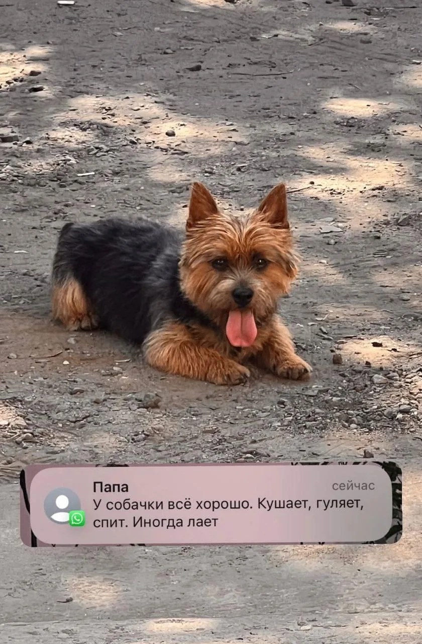 Парень поделился в сети сообщениями своего отца, который каждый день наслаждается компа...