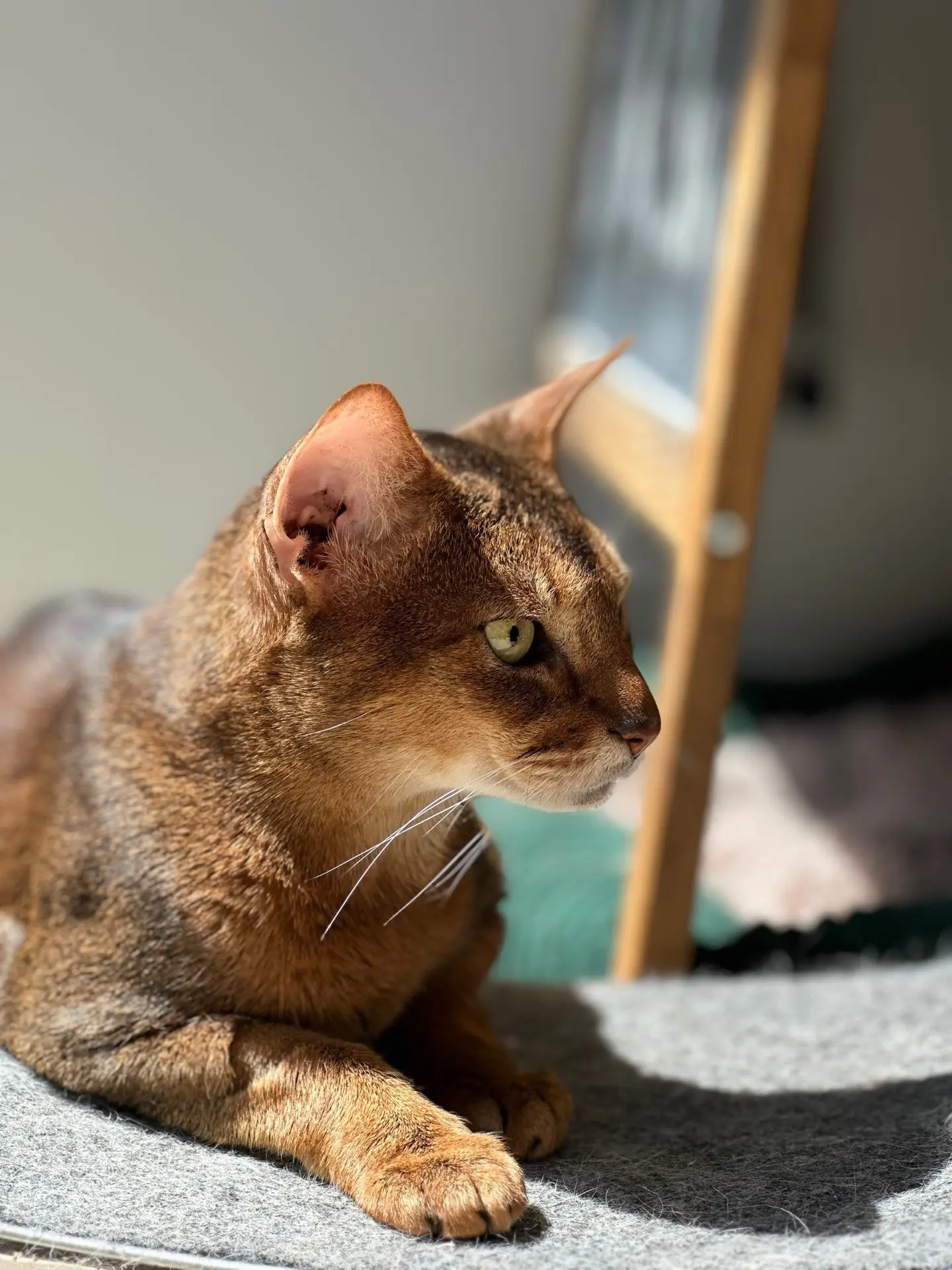 Из жизни Котокафе.✍
