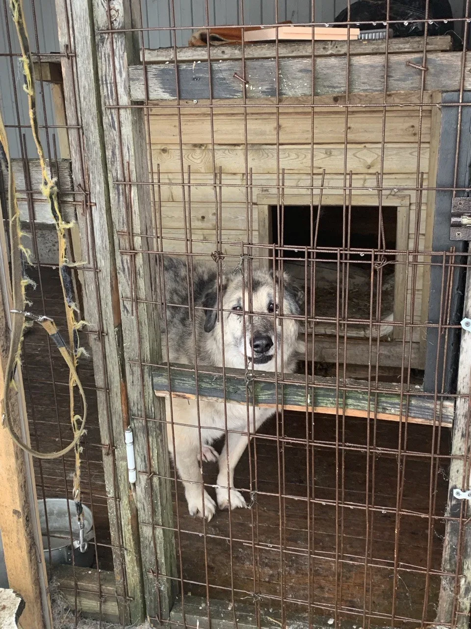 🌟🐾 По инициативе Первых в гимназии 271 прошла акция «Лапа помощи» для приюта «За Полянка», где сейча