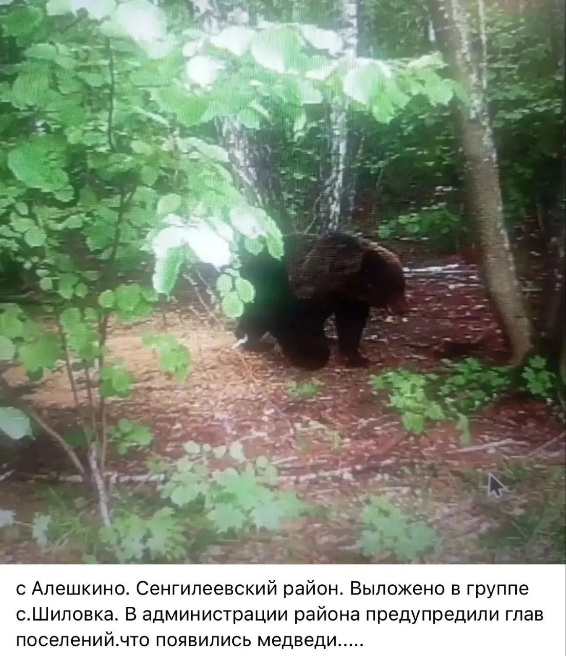 ❗Внимание. В Ульяновской области был замечен взрослый медведь. Пожалуйста, предупредите...